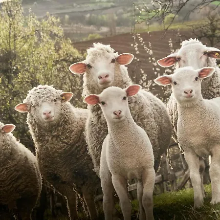 Le Mouton A 5 Pattes Aubagne-cassis-aix En Provence *